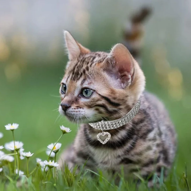 Collier chat | PurrfectCharm™
