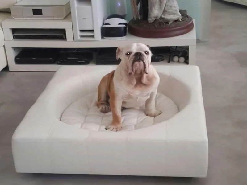 Meuble pour chien design - CUBE