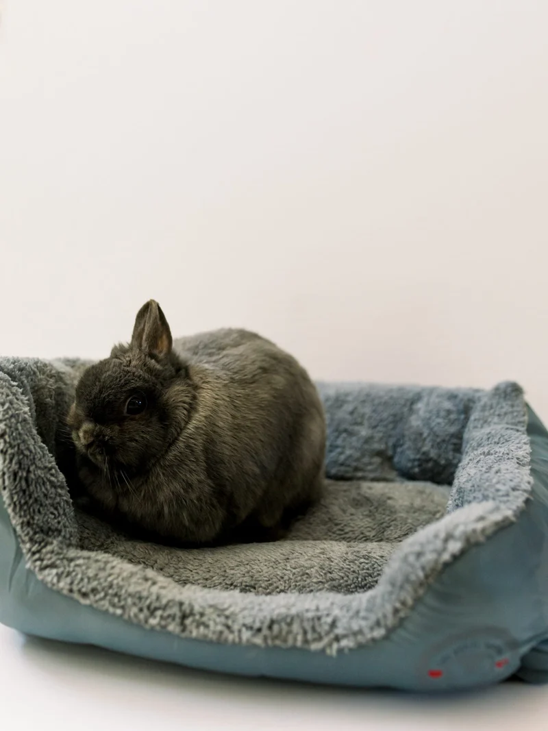 Les Petits Lapins d'Amour - Lit - Gris Foncé - Petits Animaux