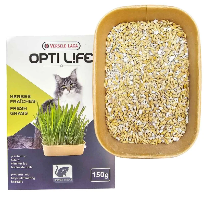Optilife herbe à chat à faire pousser