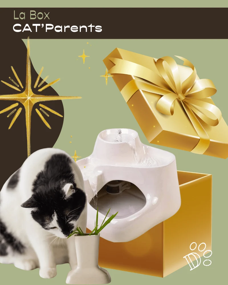 Coffret Cadeau CAT’Parents – Fontaine & Herbe à Chat Naturelle