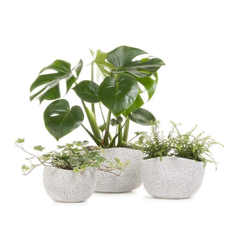 Coral Planter
