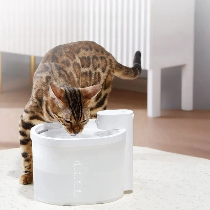 fontaine chat | AquaLibre