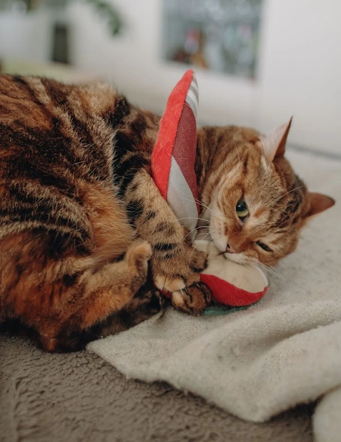 Jouet Piment d'Espelette pour Chats