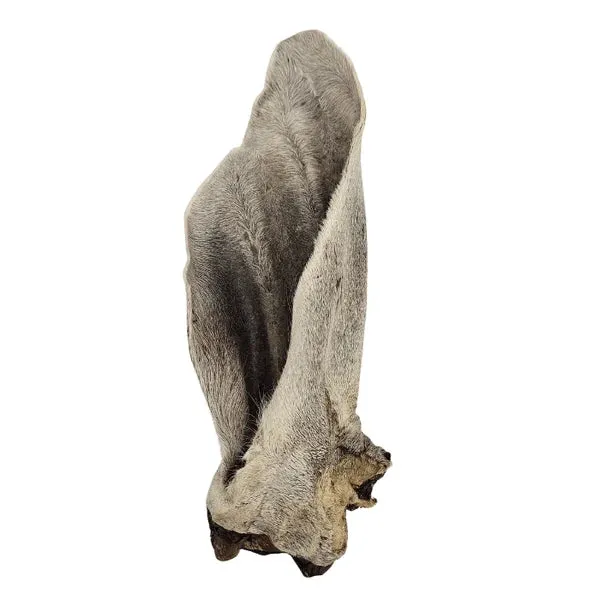 Oreille de Vache Poilue Géante