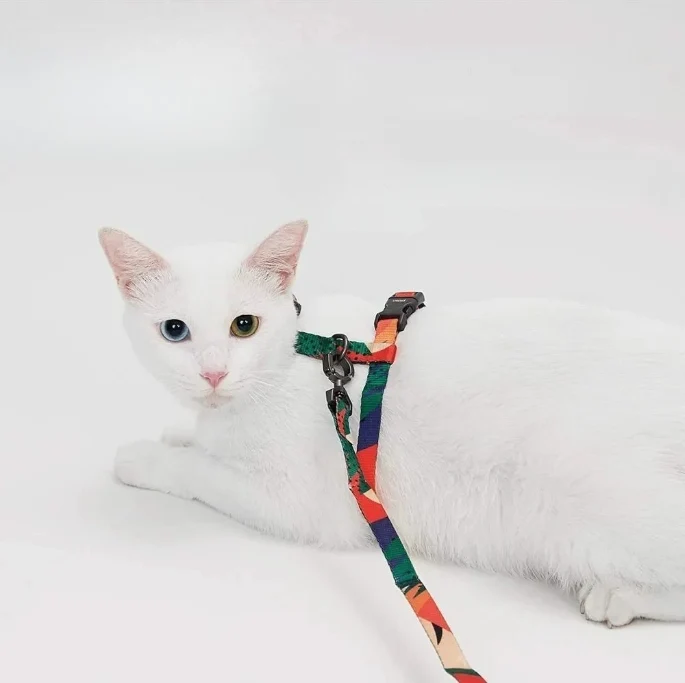 Harnais chat anti-fugue - SafeCat™