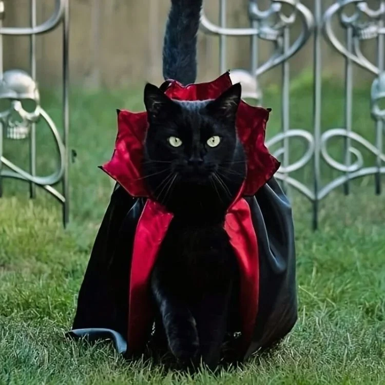 Déguisement pour chat | Draco