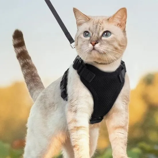 harnais chat - SecureCat™