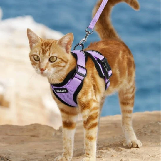 Harnais chat - Respirant réglable et confortable