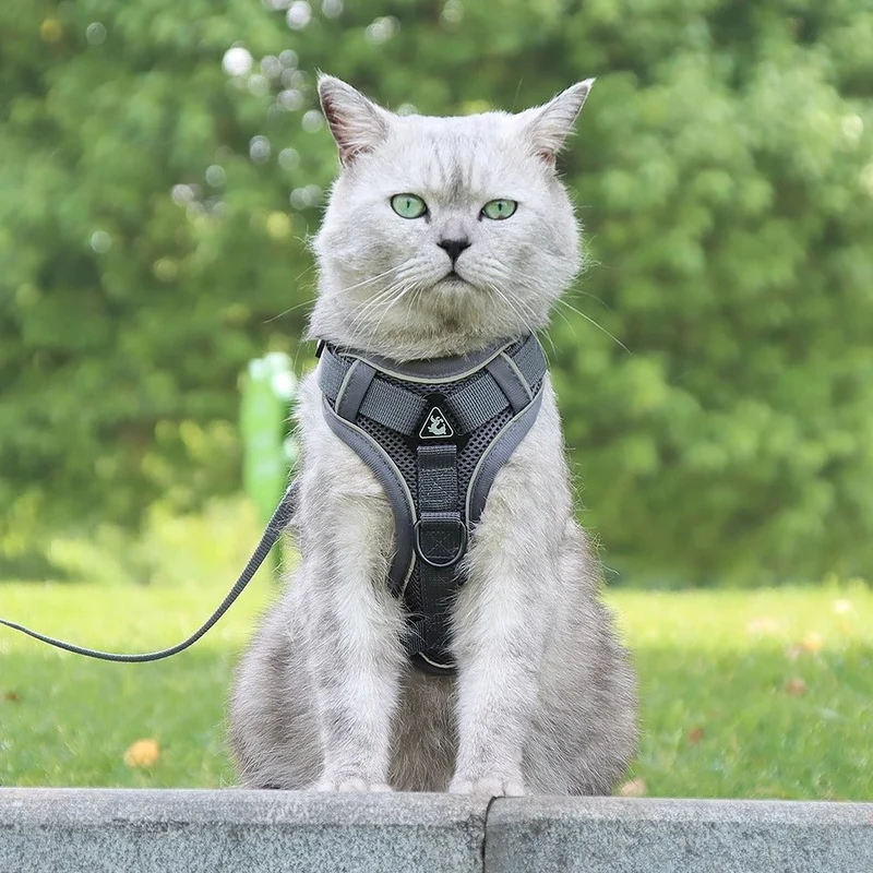 Harnais chat anti-fugue - Réglable et réfléchissant
