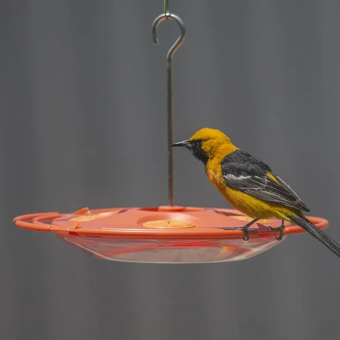 Abreuvoir en Plateau à Orioles 16oz Perky-Pet