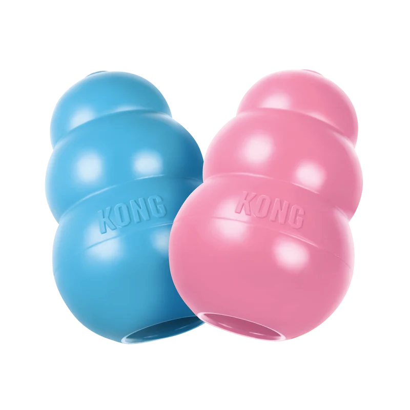 Kong - Chiot