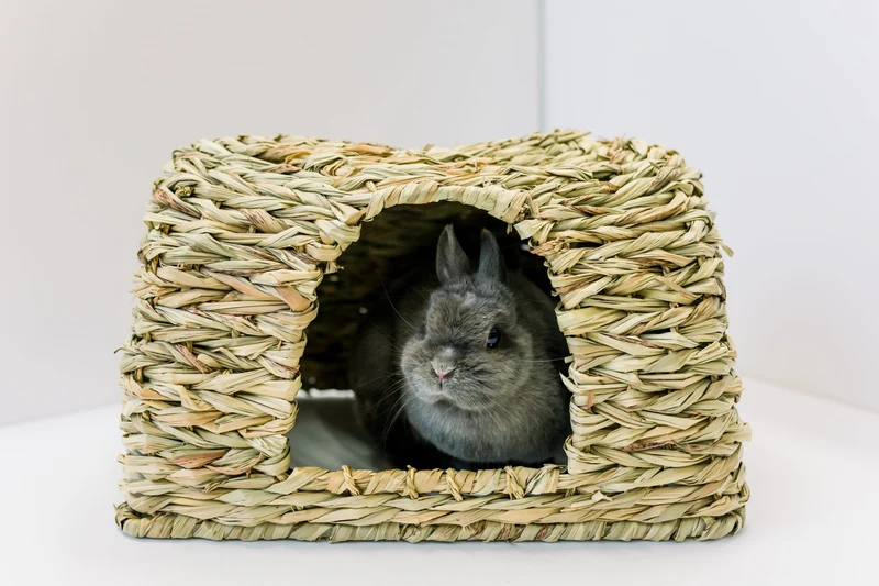 Les Petits Lapins D'Amour - Maison en Foin - Lapin