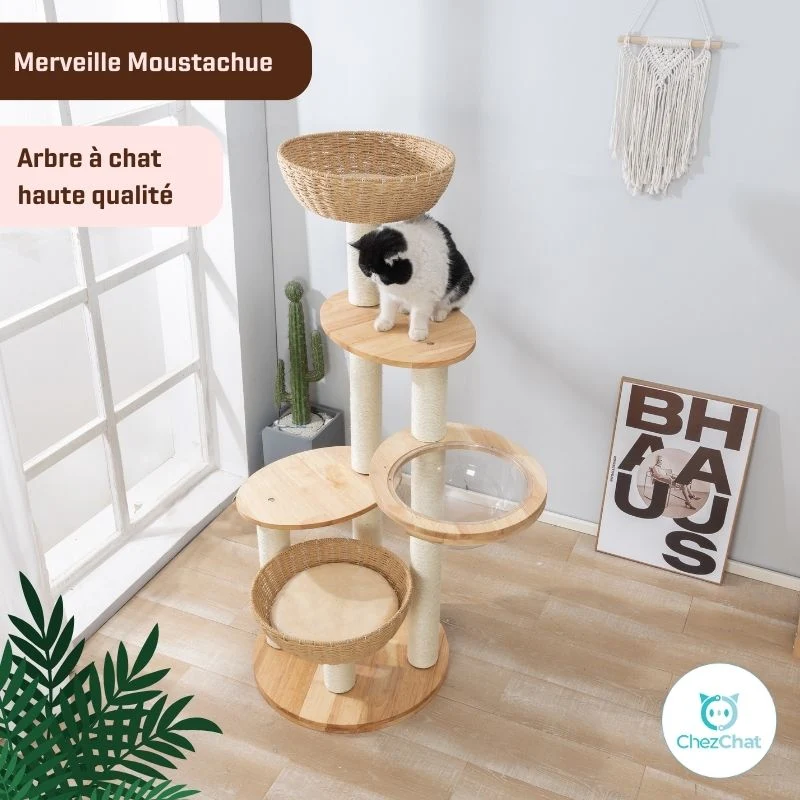 Arbre à Chat - Merveille Moustachue