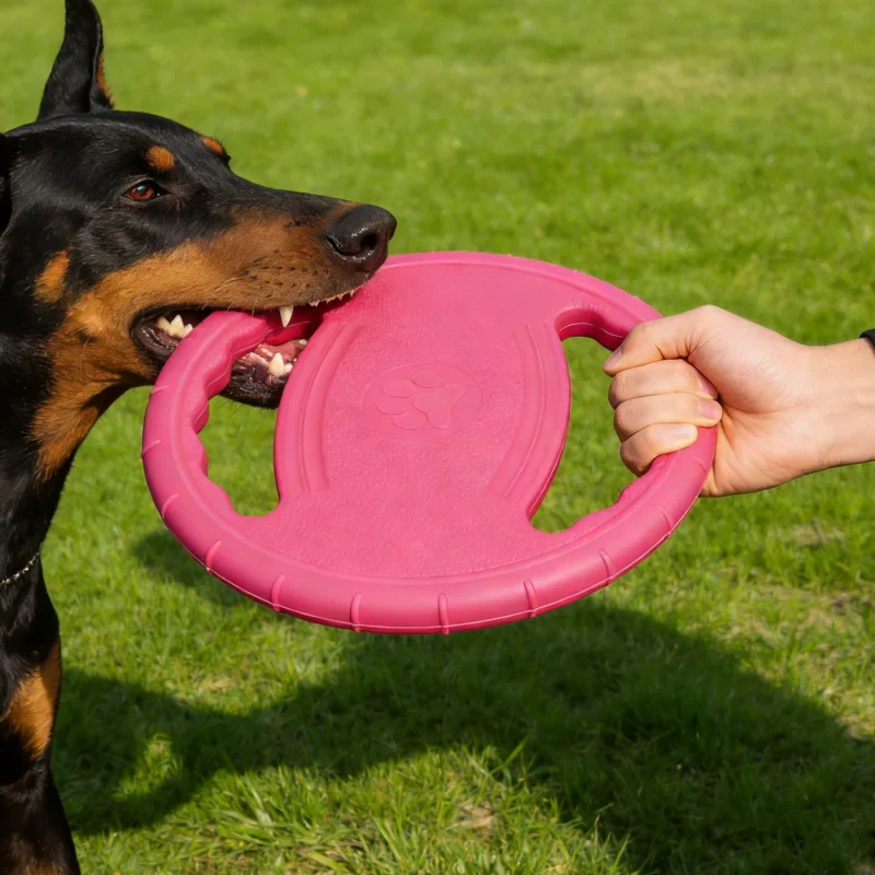 Frisbee souple en EVA pour chien