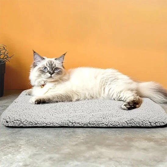 coussin chauffant chat doux