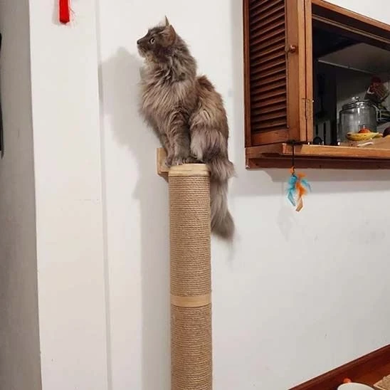 Arbre à chat mural | Sisal protecteur
