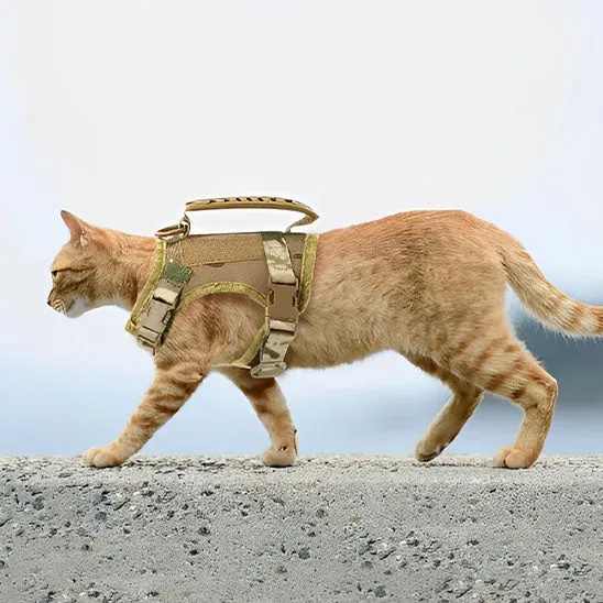 Harnais pour chat | ExploSécure