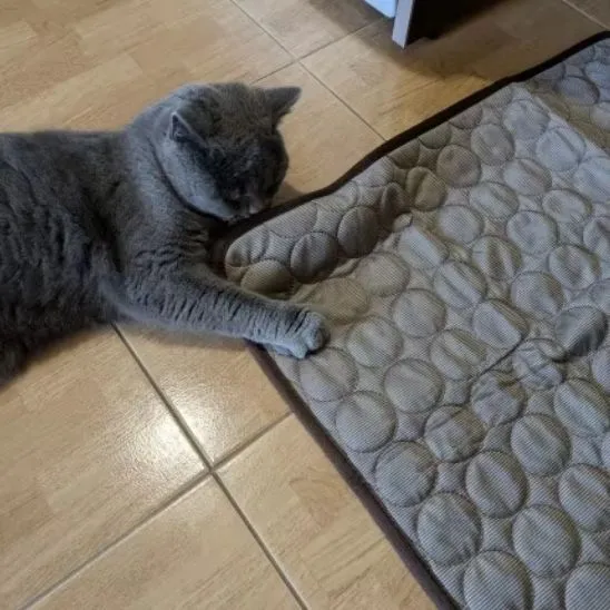 Tapis rafraîchissant chat - ChillMat™
