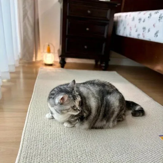 Tapis griffoir pour chat | Bien-être des Pattes
