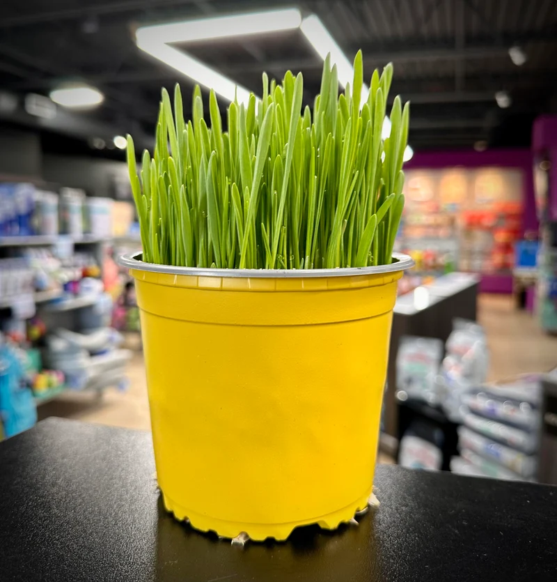 Herbe à chat fraîche (LIVRAISON SHERBROOKE SEULEMENT)