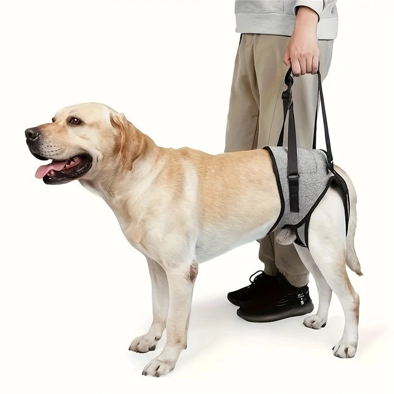 Harnais de soutien pattes arrière chien – aide mobilité et rééducation