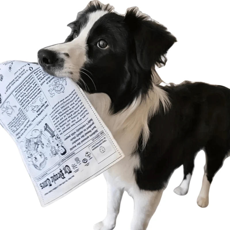 Jouet interactif pour chien – imitation journal & cartes de poker