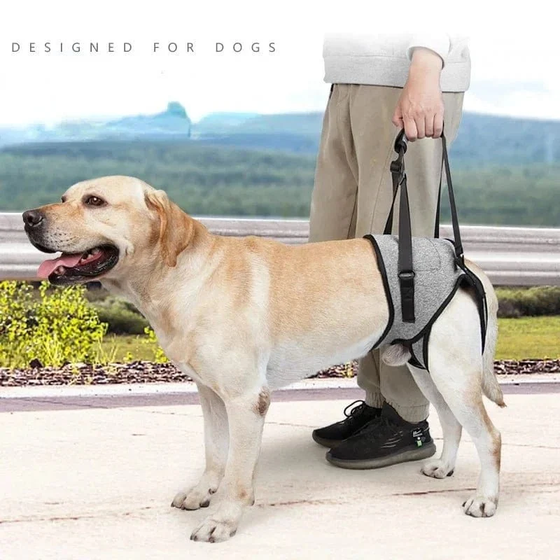 Harnais de levage pour grands chiens, soutien des pattes arrière