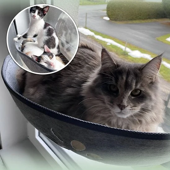 Hamac à chat - CatPerch™