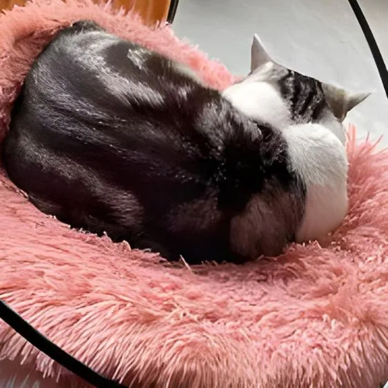 Coussin à chat - FluffyNaps™