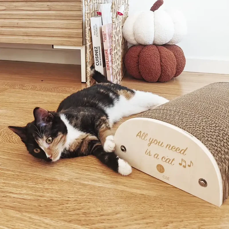 Griffoir chat "All you need is a cat"