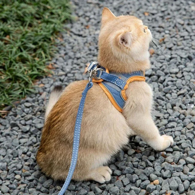 harnais chat | Comfort Harness