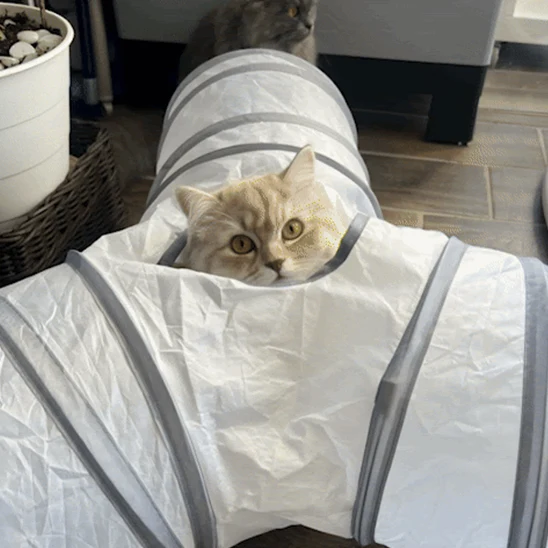 tunnel pour chat | Neko Passage