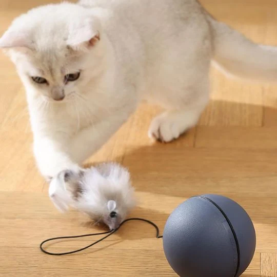 jouet chat | La Balle Enchantée
