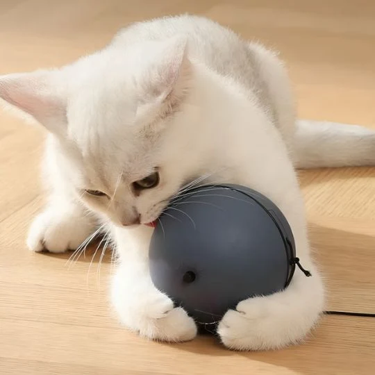 jouet chat | La Balle Enchantée