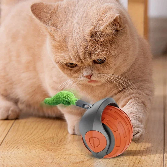 jouet chat | La Boule Magique